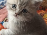 2 AYLIK 4 TANE YAVRU KEDİMİZ SAHİPLENDİRİLECEKTİR