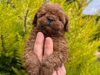 RED BROWN TOY POODLE YAVRULARIM 