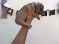 French buldog bebeklerimi yeni yuvalarını arıyor