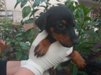 SAFKAN DOBERMAN YAVRULARIM