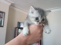 Safkan british shorthair bebişlerime yuva