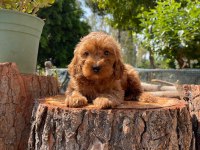 Kilo garantili karma aşıları yapılmış poodle yavrular