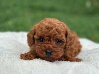 MUTLULUK SEBEBİ TOY POODLE BEBEKLERİM