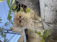 Anne Baba Şecereli Safkan Golden British Longhair