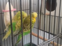 Takım show jumbo muhabbet kuşları