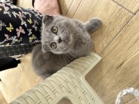 Scottish fold bebeğimiz