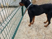1.5 yaşında erkek rottweiler