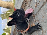Dişi french bulldog