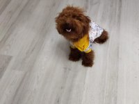Orjinal teacup poodle