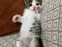 İsmi poncuk kedimizin