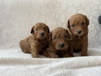 TOY POODLE RED BROWN BEBEKLER