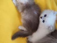 British Shorthair Ve Longhair Yavrular
