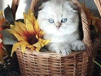 Scottish fold ve straight yavrular