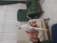 3.5 aylık sultan papağanı
