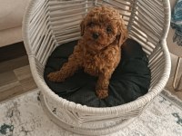 TOY POODLE YAVRULAR