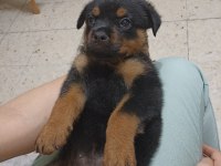 45 günlük rottweiler yavrusu