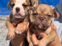 Sevimli ingiliz bulldog yavrularımız