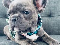 FRENCH BULLDOG YAVRULARI