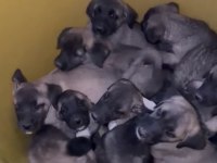 Sivas Kangal Bebekler