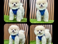 Pomeranian boo yeni ailelerini bekliyorlar