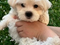 Maltipoo bebekler