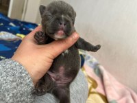 Egzotik french bulldog bebeklerimiz