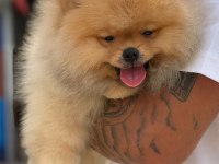Gerçek Irk Garantili Pomeranian