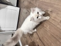 Ücretsiz british longhair kedisi