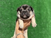 Şecere belgeli French Bulldog Yavrular