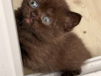 Çikolata british shorthair yavru