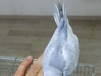 Alıştırmalık Rainbow Muhabbet Kuşu Yavrular