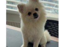 Pomeranian oğlum