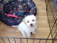 Oğluşum 10 Maısn oldukça sağlıklı maltipoo