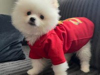 A Kalite Pomeranian Boo Yavrular