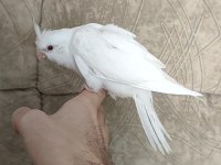 Albino sultan papağanı yavrusu