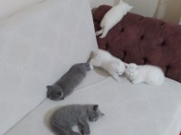 British shorthair oyunbazlar