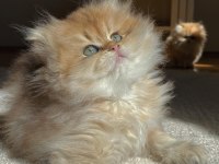 British longhair Ny11 Ny12 bebekler yeni ailelerini bekliyor
