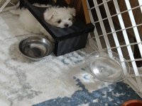 Kore maltese bebekler