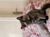 British longhair kedime yuva arıyorum