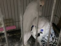 Sahibinden hazır takım show jumbo muhabbet kuşu