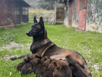 KIF/FCI A şecereli malinois köpeklerimiz ailelerine hazır