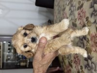 ANTALYADA 48 GÜNLÜK MALTİPOO YAVRULAR