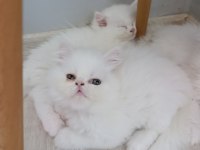 Güzel pamuk kedilerim