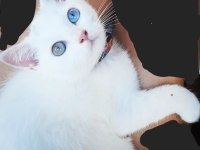 MAVİ YEŞIL GÖZLÜ ODD EYES SCOTTISH STRAIGHT