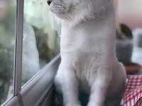 Çiftleşmek için dişi eş arıyor scottish fold
