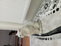 9 aylık british shorthair