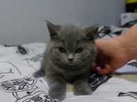 Erkek british shorthair yavrularımız sıcak yuvalarını arıyor