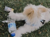 Aşıları tam erkek minik maltipoo yavru