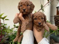MÜKEMMEL KALİTEDE TOY POODLE MİNNOŞLAR