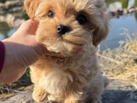 En özel kore maltipoo yavruları